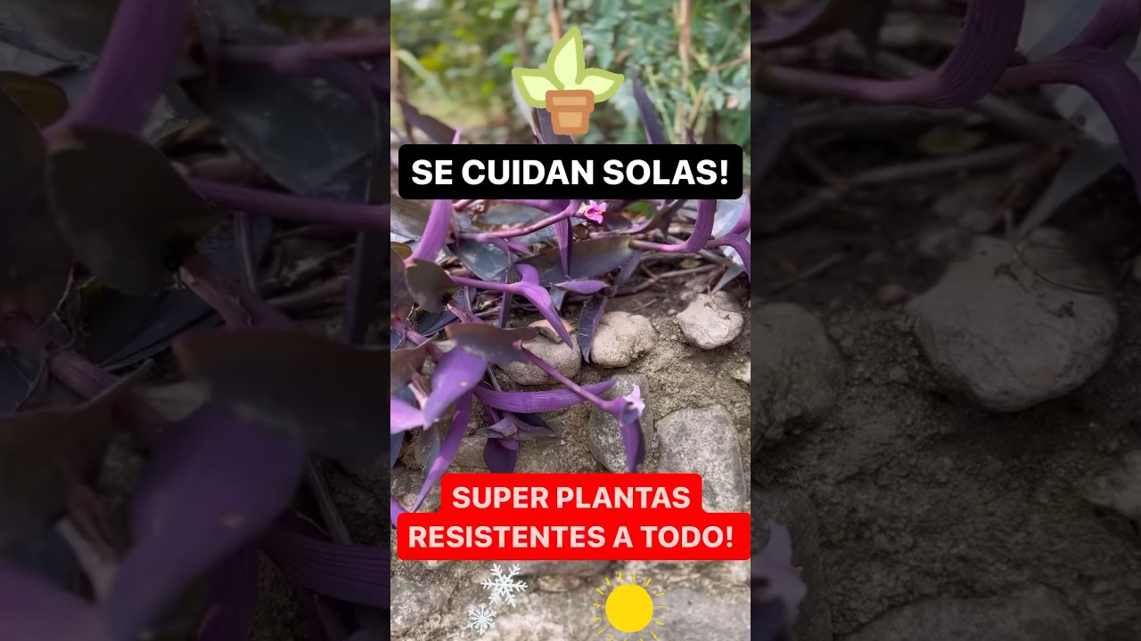 4 Súper PLANTAS Resistentes a TODO! ☀️ ❄️