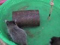 Orphaned Raccoons play in Pool to stay cool