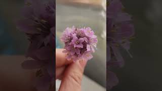 Beautiful flowers , little flowers 🌼#shorts #planet #flowers #violet #purple