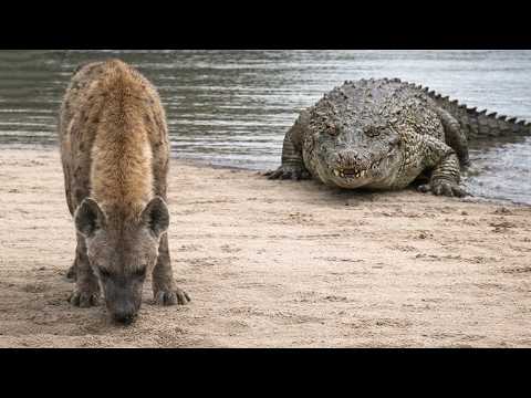 This Crocodile Will Regret Attacking This Hyena...!