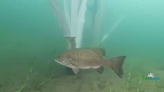 The Science Behind Fishiding Artificial Fish Habitat-Underwater Video (Part 5 of 10)