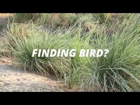 FINDING BIRD |  Common Moorhen Bird | WILDLIFE