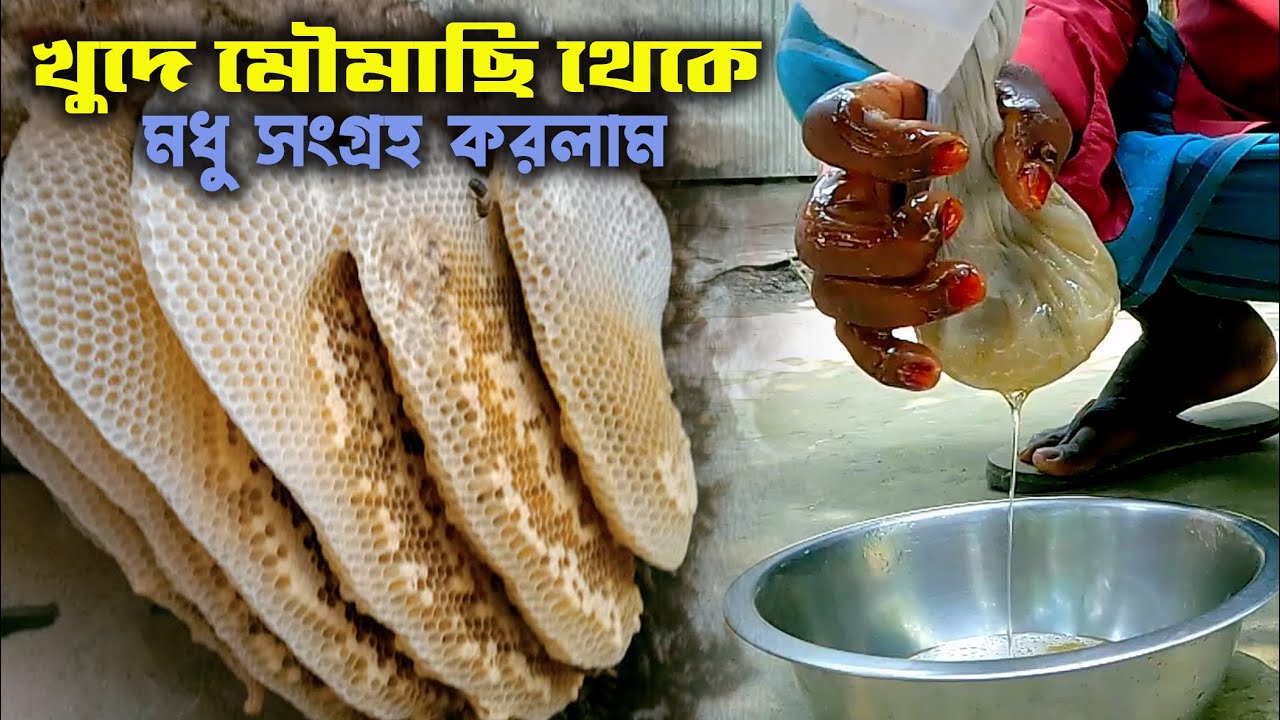 খুদে মৌমাছি থেকে মধু সংগ্রহ করলাম।