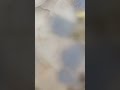 【雪の花】氷パーツの作り方※白+白で見えにくくてすみません　#shorts #りとyoutube