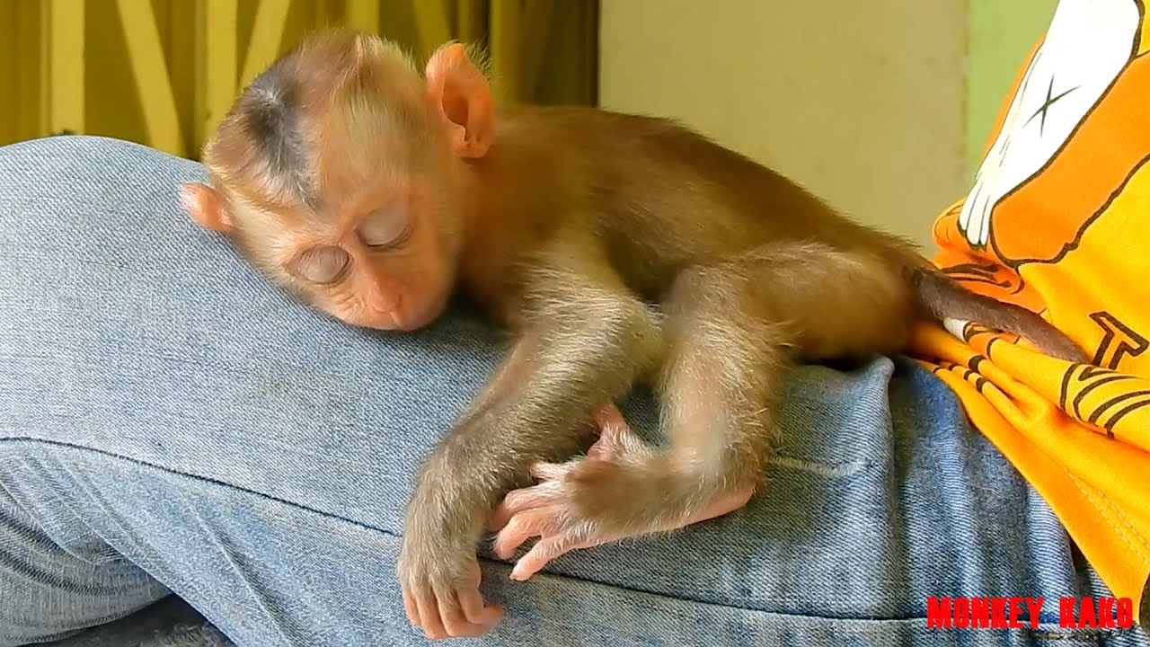 Relaxing Midday | Mom Take Care Monkey Baby Nina Hugging Legs Sleep