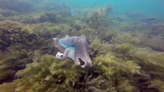Cuttlefish 2020