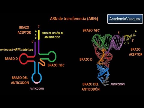 Vídeo: Com es forma l'ARNt?