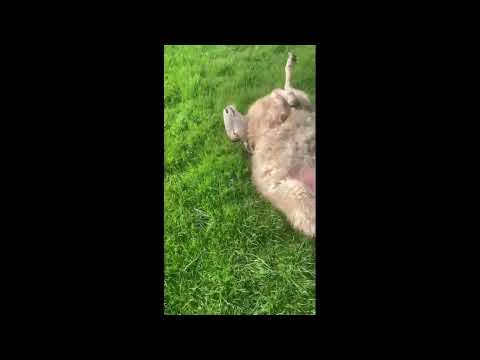 Metal detectorist becomes serial sheep saver - rescuing herd of wooly wallies who had gotten stuck