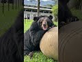 Kollo 🐻❤️🥰 #bears #animalsasia #kindnessinaction #rescuedanimals #happyanimals #animalsanctuary