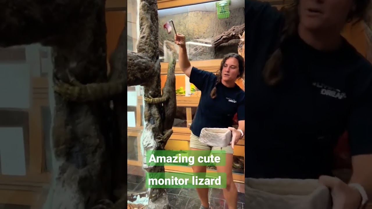 amazing cute monitoring lizard 