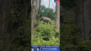 Wild Elephant Spotted Roaming at Bharnobari Tea Garden Between Dalsingpara and Hasimara on NH-way