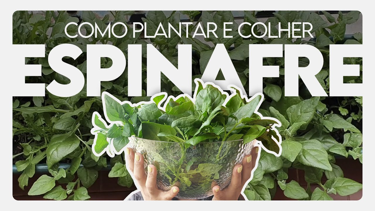 🌱🌱Como PLANTAR e COLHER ESPINAFRE🌱🌱  [Fonte de FERRO para quem têm ANEMIA]
