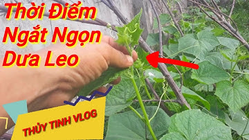 cách ngắt đọt dưa leo theo thời vụ (nắng- mưa) cách khác nhau 🥒
