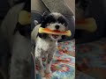 Girl Trains Dog, Cute Animals Wait for Food #shorts