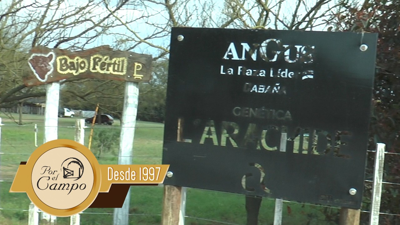 Establecimiento Bajo Fértil \ Genética L'arachide