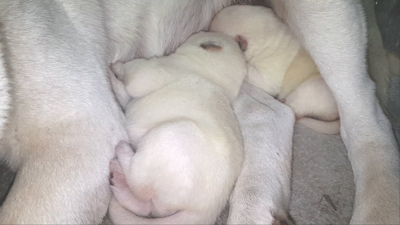 Twin puppies are in dreaming in mom Bok Sil's arms 애완동물 칩