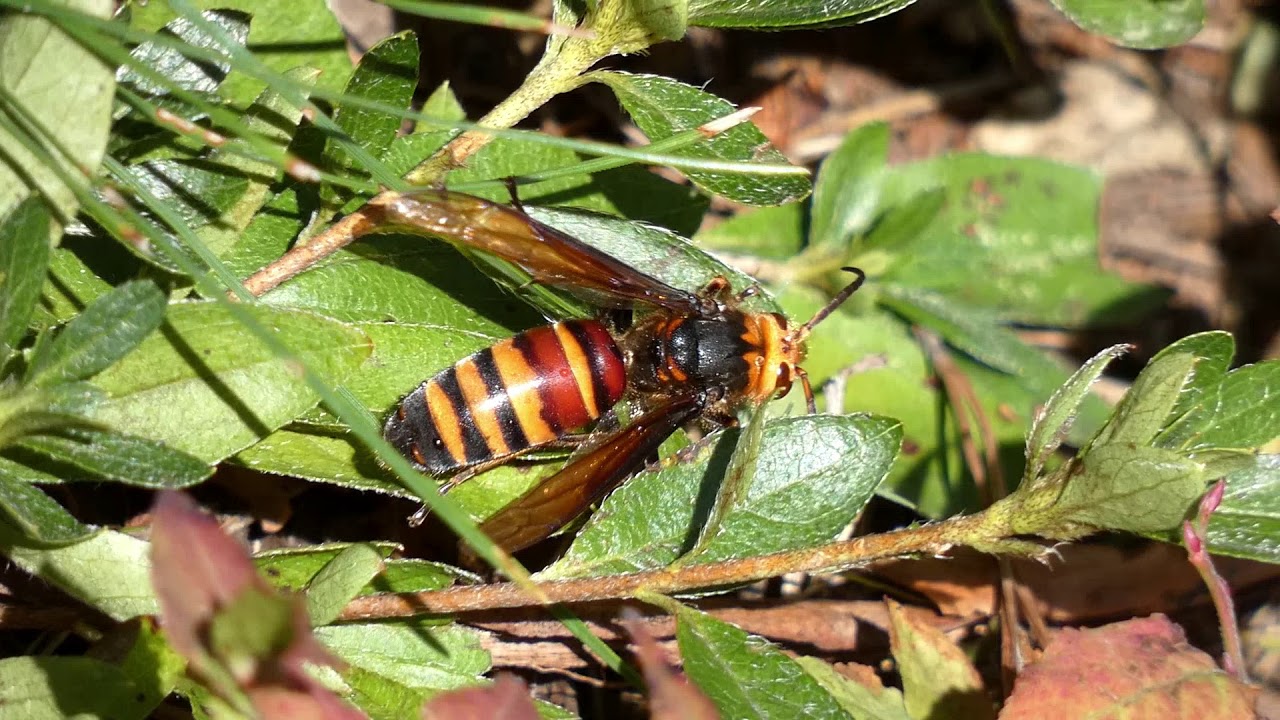 Parasitic Fly Attacks Male Hornet - YouTube