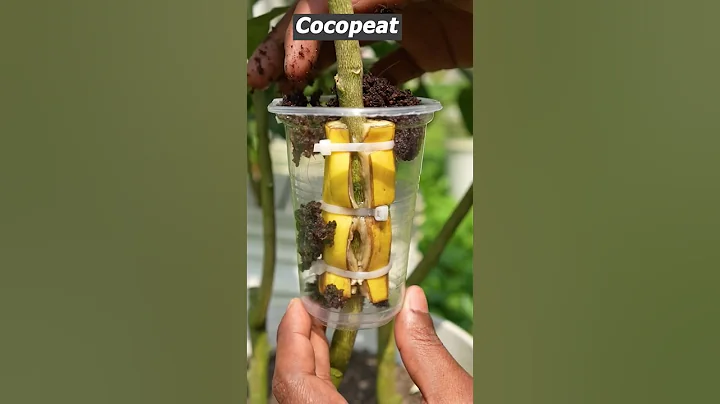 Effect of banana on lemon tree propagation - New technique #air_layering #shorts