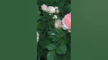 Какое удобрение любят розы? 🌹