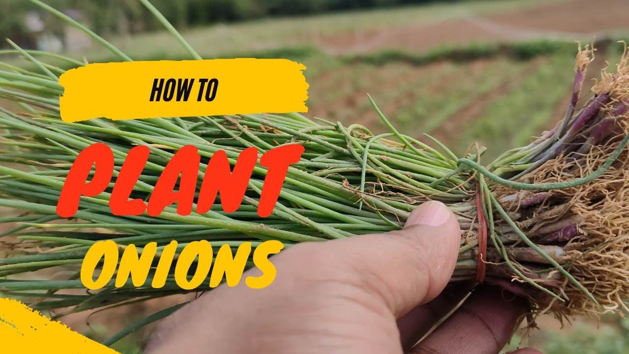 Planting Onions (Sibuyas) YouTube