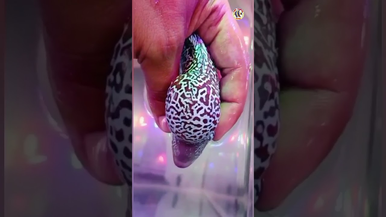 Flowerhorn மீன் பற்றிய சுத்தமான உருட்டு | மண்டை மேல கொண்ட வெச்ச மீன்