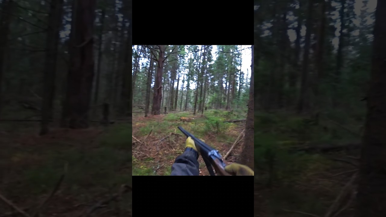 Hunting Fox At Very Close Range 