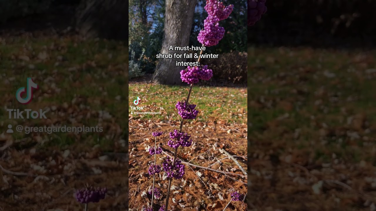 You need Pearl Glam® Beautyberry in your garden.  