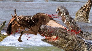 Crocodile Vs Wildebeest - Crocodiles Kill And Eat Alive Leopard While Crossing The River