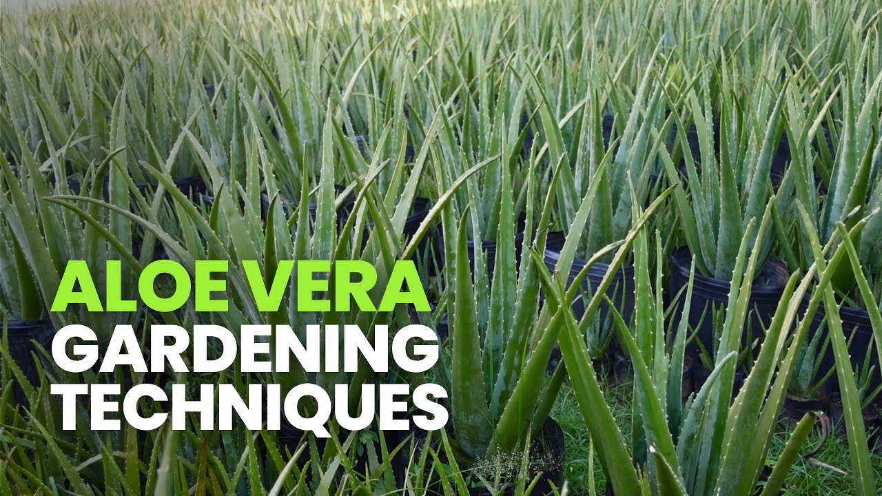 aloe vera kosten Aloe vera (Echte Aloe) kaufen main image 0