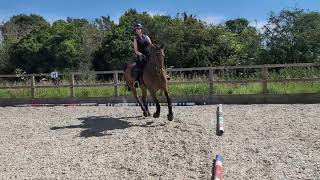 Charlotte Knell & Monty Xv - Horse Id 18783 - July 2024 - Elementary 42 Rider 22 Weeks Pregnant