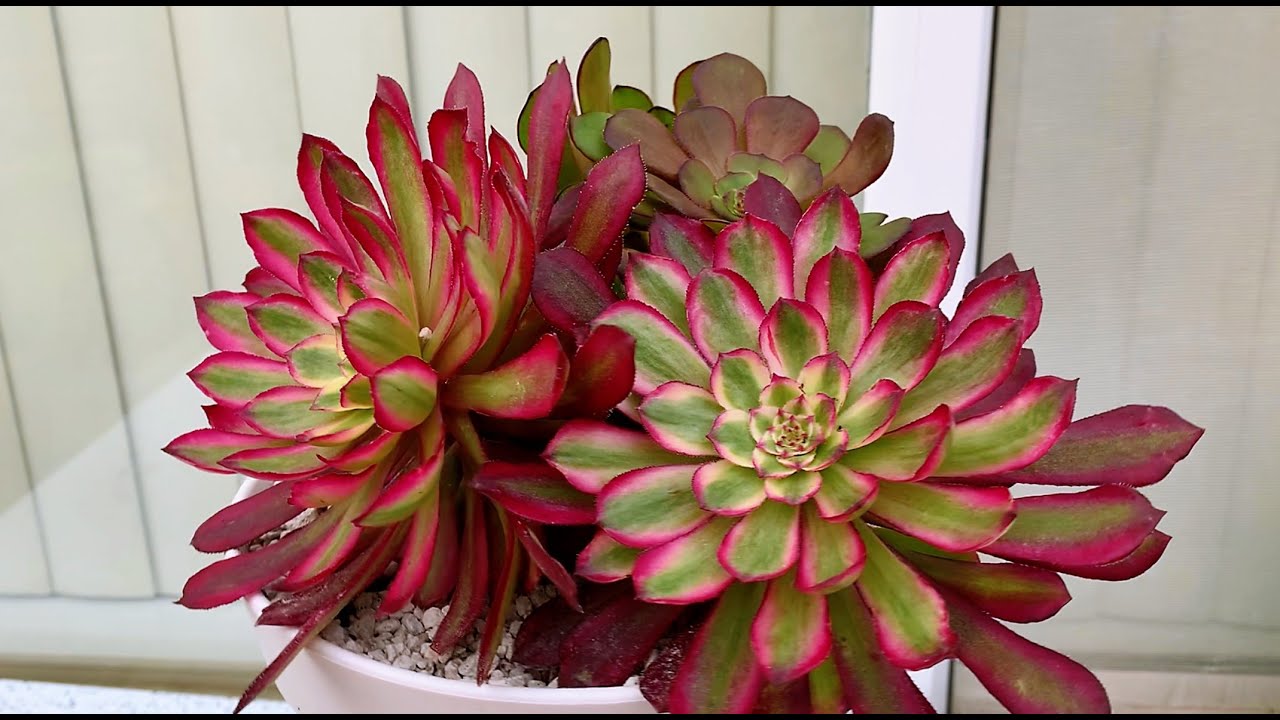 BEAUTIFUL SUCCULENT GARDEN | VƯỜN SEN ĐÁ ĐẸP | 다육식물 | 多肉植物 | Suculentas