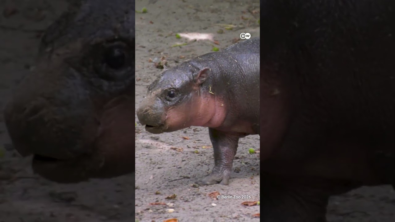 Cuteness alert: Meet "Brötchen", Berlin Zoo’s adorable pygmy hippo | DW News