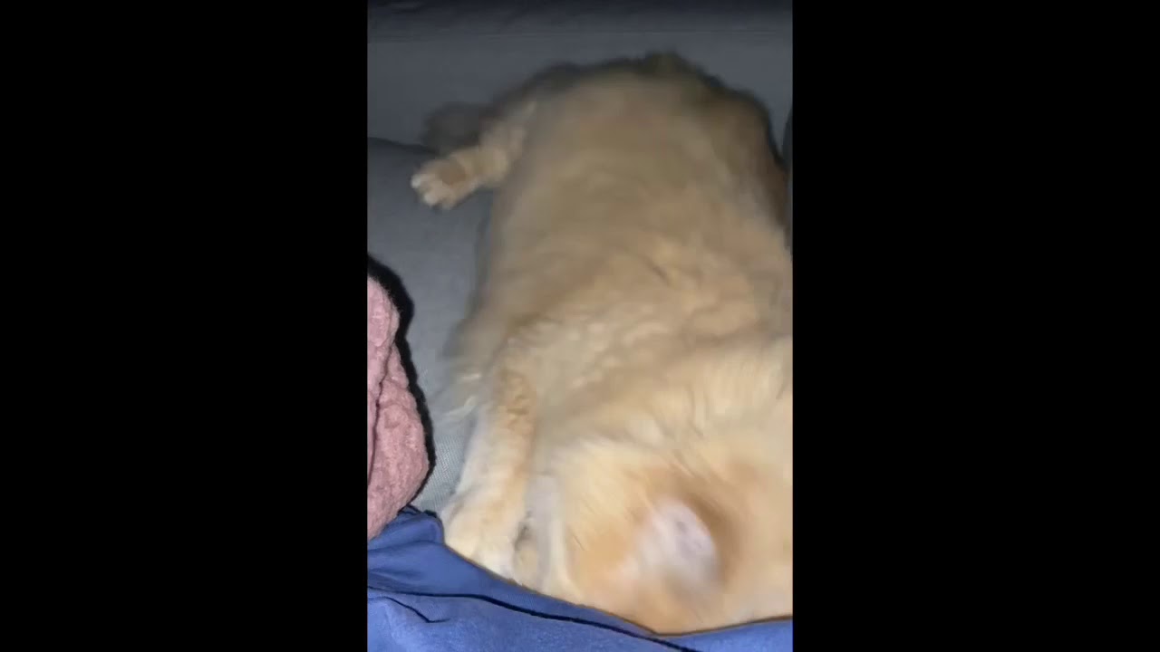 Cat REM sleep disorder YouTube