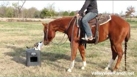 Ima Peppy Smart Doc "Willy"     ***For info, price, etc., go to our website***   Valley View Ranch