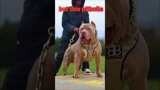 Pitbull baby Pitbull versus Pitbull ID ke naam @Siddharth editor-   boy      2