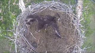 Excel EnergyFSV ECRaccoon Attacks Eagle NestTakes 6 Week Old Eaglet RIP F45Both Cams_5.23.22