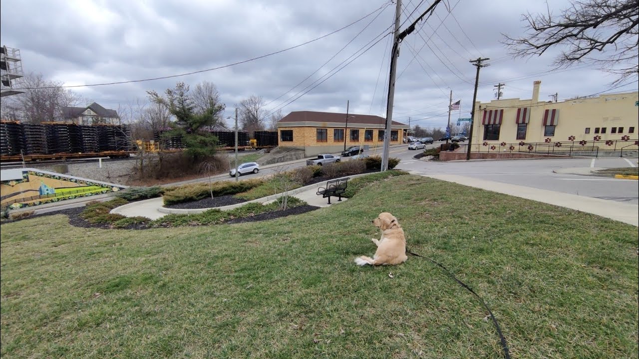 Archie Day 4 Duration Down Golden Retriever Cincinnati Dog