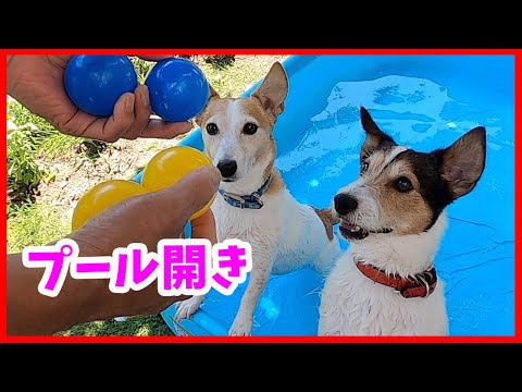 今年は少し早めにプール開きをしたジャックラッセルテリア