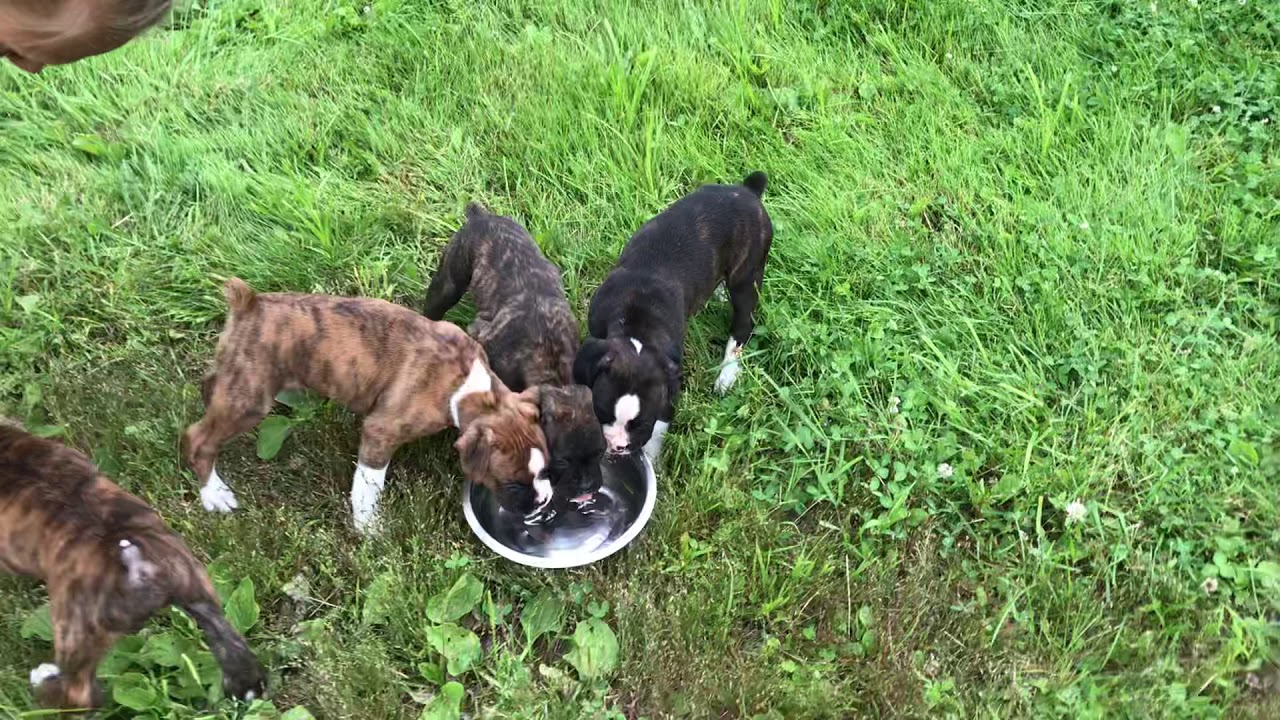 Boxer Puppies YouTube