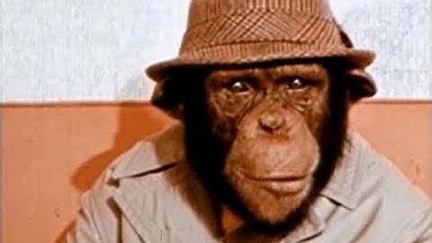 Lancelot Link Secret Chimp