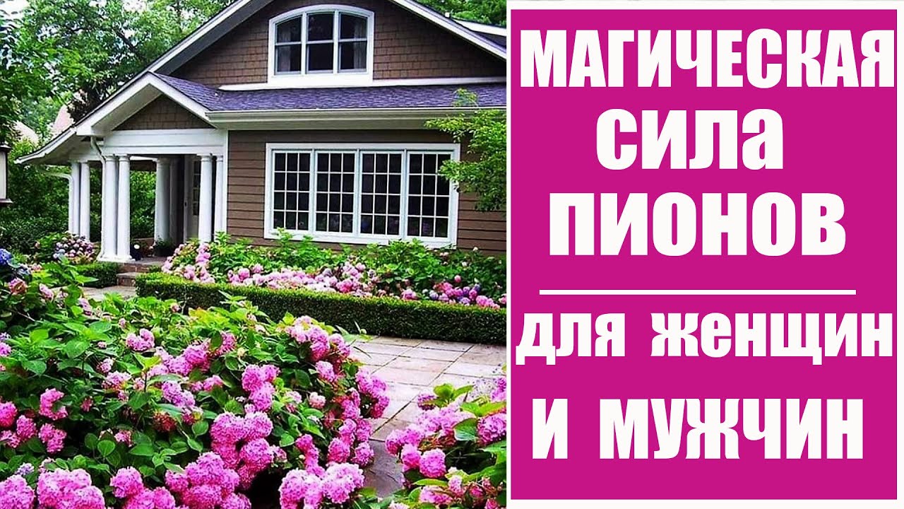 ЛЕЧЕБНЫЕ и МАГИЧЕСКИЕ СВОЙСТВА ПИОНА .КАК ПРАВИЛЬНО САДИТЬ ПИОН ВОЗЛЕ ...