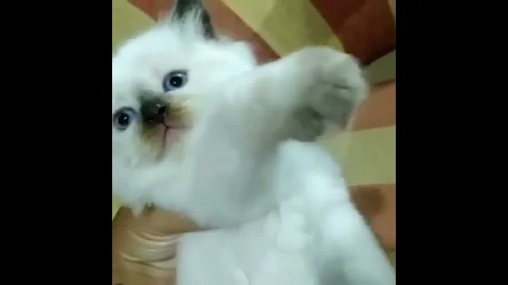Video 4400161: himalayan cat, cat lovers kucing