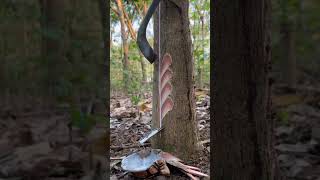 Satisfying Rubber Tree Tapping Technique! 🌳🥛