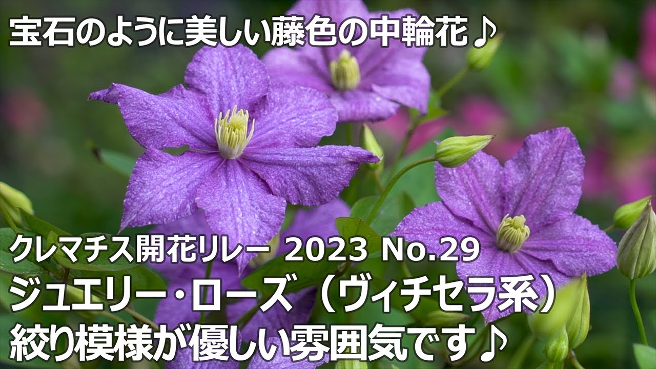 クレマチス開花リレー 2023 No.29】 ジュエリー・ローズ（ヴィチセラ系
