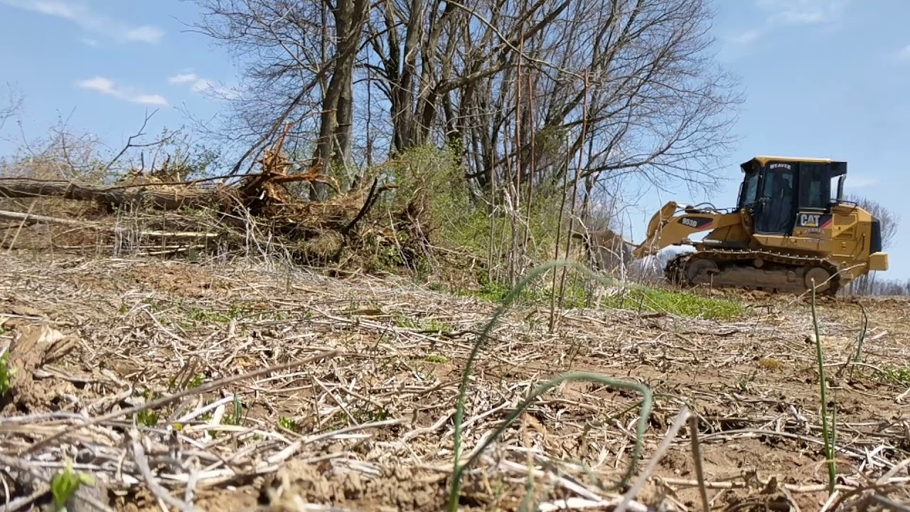 Track Loader Tree How to remove trees,, Cat track loader - YouTube