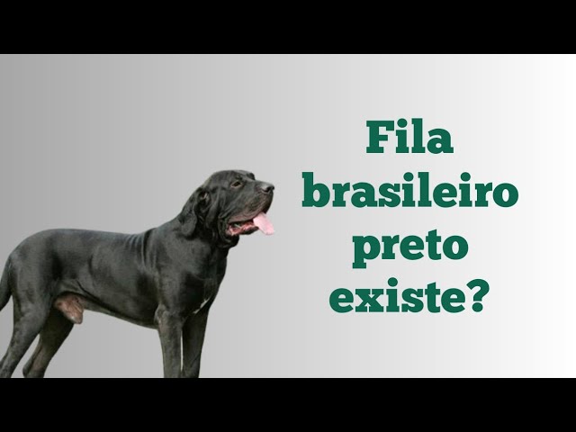 Existe fila brasileiro preto? 