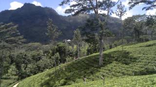 Sri Lanka - Tea Plantation