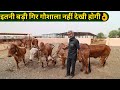 गुजरात में गिर गाय की बड़ी गौशाला|Aryaman Gir Gaushala Jasdan Gujrat