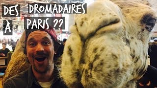 4000 ANIMAUX ENVAHISSENT PARIS ! VLOG TOOPET