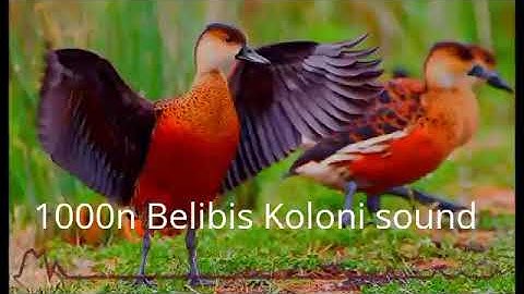suara burung belibis _47.50menit